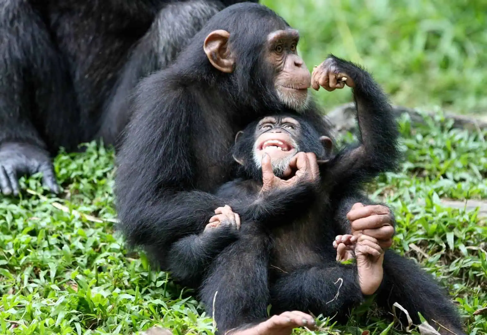 a-guide-to-visiting-kibale-forest-national-park